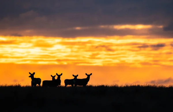 日の出の鹿の群れ — ストック写真