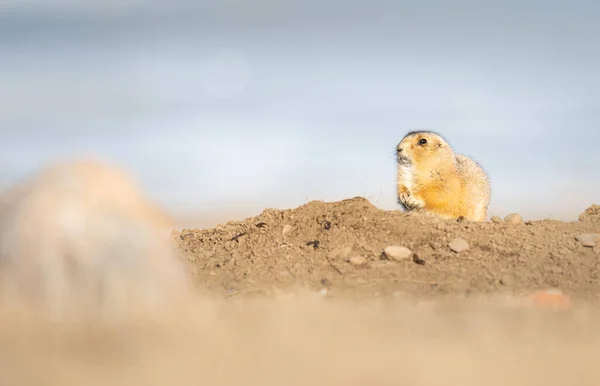 Prairie Hond Het Wild — Stockfoto