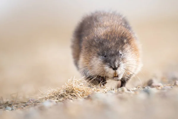 Muscrat Naturze — Zdjęcie stockowe