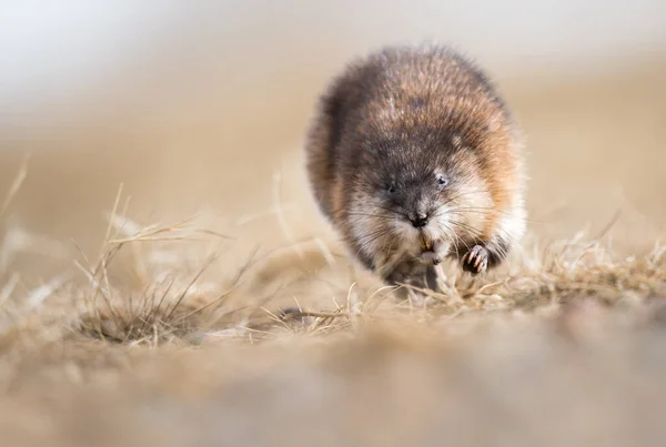 Muscrat Naturze — Zdjęcie stockowe