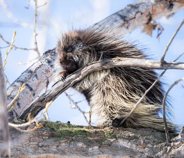 Porcupine Wild — Stock Photo, Image