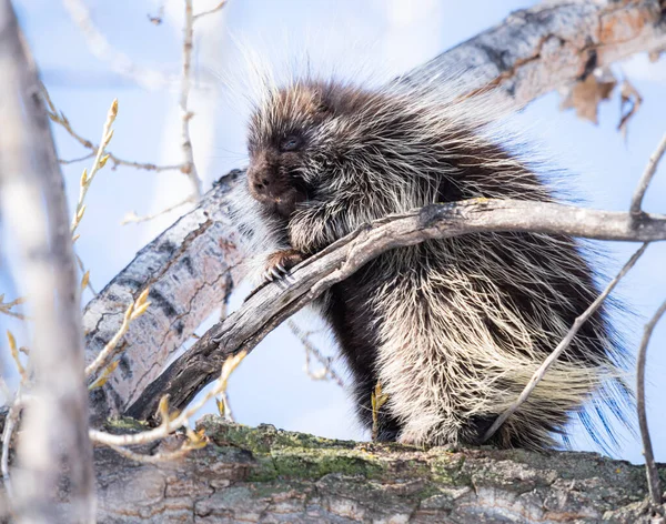 Porcs Épics Dans Nature — Photo