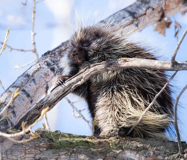 Stachelschwein Freier Wildbahn — Stockfoto