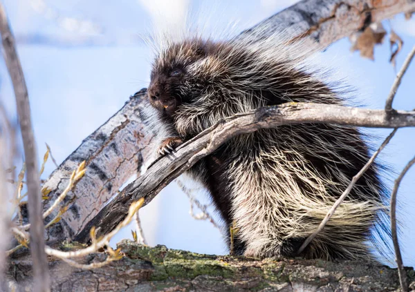 Porcs Épics Dans Nature — Photo