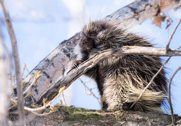 Porcs Épics Dans Nature — Photo