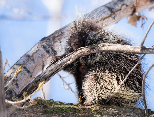 Porcupine Wild — Stock Photo, Image