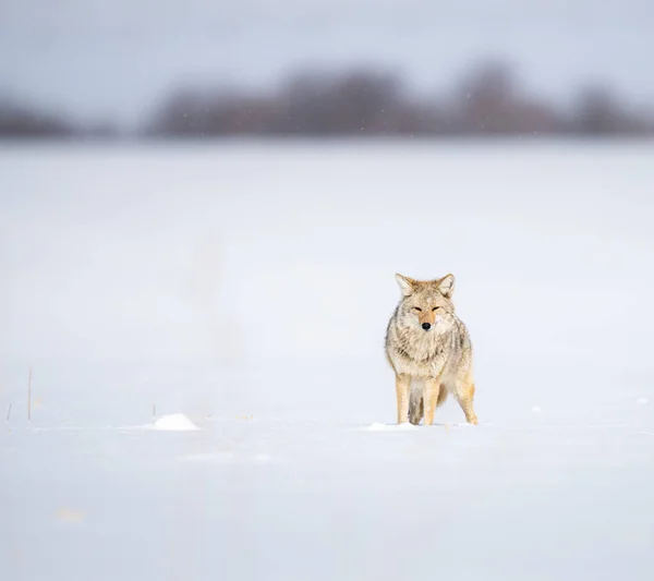 Coyote Wild — Stock Photo, Image