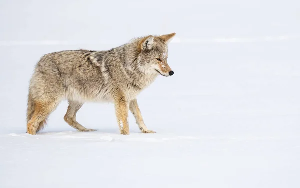 野狼中的狼 — 图库照片