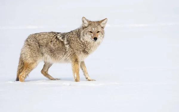 Coyote Naturaleza —  Fotos de Stock