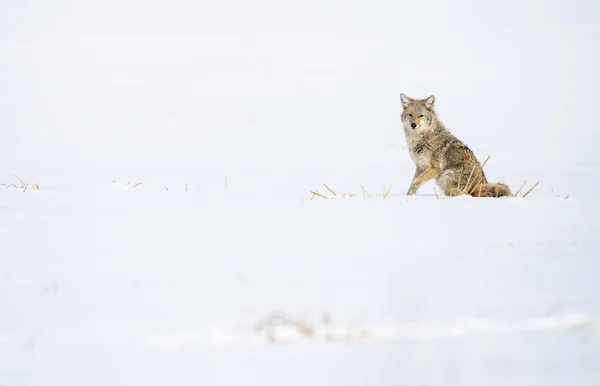 Coyote Wild — Stock Photo, Image