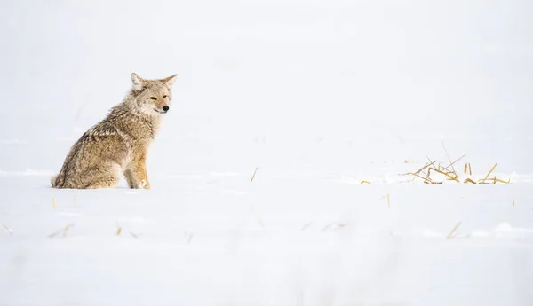 Coyote Het Wild — Stockfoto