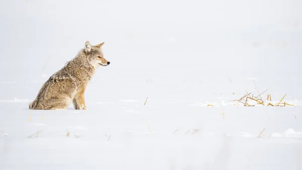 Kojote Freier Wildbahn — Stockfoto