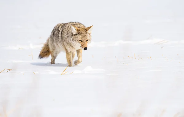 Coyote Dans Nature — Photo