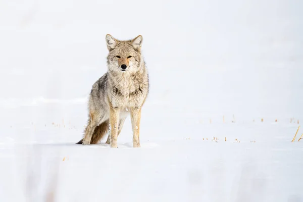 Coyote Naturaleza — Foto de Stock