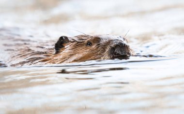 Kanada vahşi doğasında kunduz.