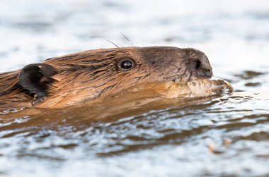Kanada vahşi doğasında kunduz.
