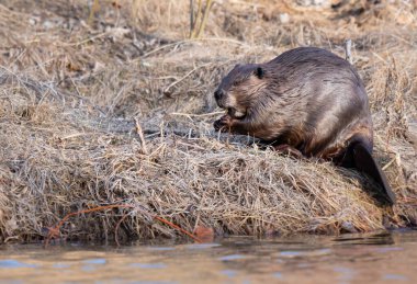 Kanada vahşi doğasında kunduz.