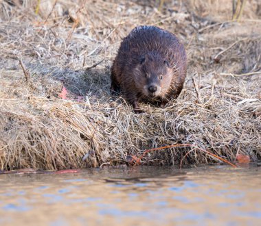 Kanada vahşi doğasında kunduz.