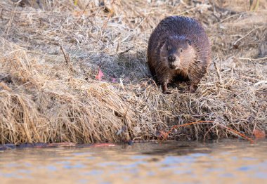 Kanada vahşi doğasında kunduz.