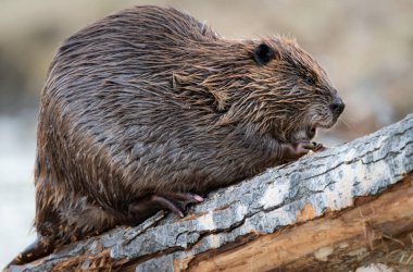 Kanada vahşi doğasında kunduz.