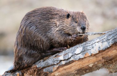 Kanada vahşi doğasında kunduz.