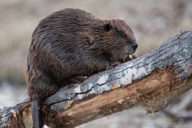 Kanada vahşi doğasında kunduz.