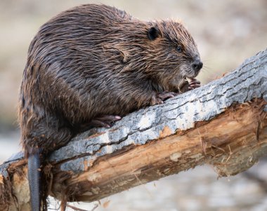 Kanada vahşi doğasında kunduz.