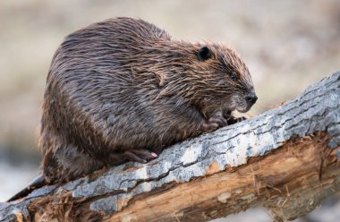 Kanada vahşi doğasında kunduz.