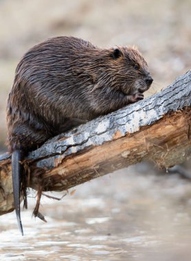 Kanada vahşi doğasında kunduz.