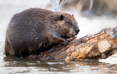 Kanada vahşi doğasında kunduz.