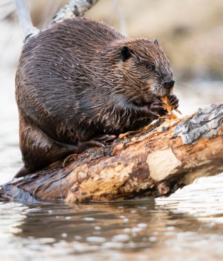 Kanada vahşi doğasında kunduz.