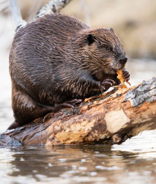 Kanada vahşi doğasında kunduz.
