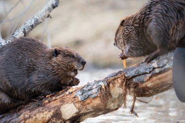 Kanada vahşi doğasında kunduz.