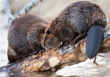 Kanada vahşi doğasında kunduz.