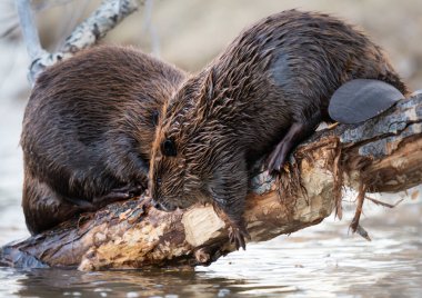 Kanada vahşi doğasında kunduz.