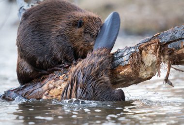 Kanada vahşi doğasında kunduz.