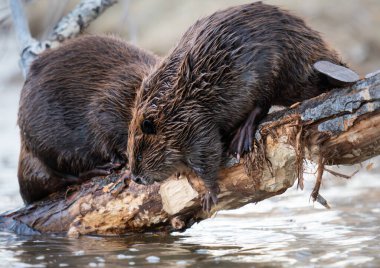 Kanada vahşi doğasında kunduz.