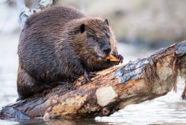 Kanada vahşi doğasında kunduz.