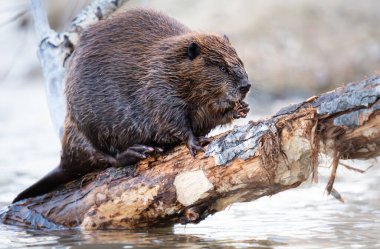 Kanada vahşi doğasında kunduz.