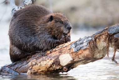 Kanada vahşi doğasında kunduz.