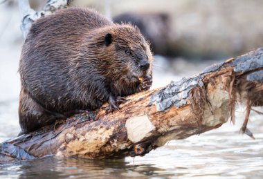 Kanada vahşi doğasında kunduz.