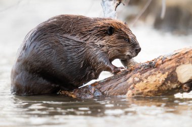 Kanada vahşi doğasında kunduz.
