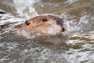 Kanada vahşi doğasında kunduz.