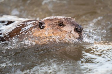 Kanada vahşi doğasında kunduz.
