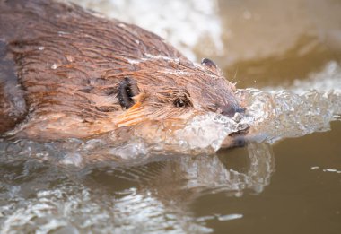 Kanada vahşi doğasında kunduz.