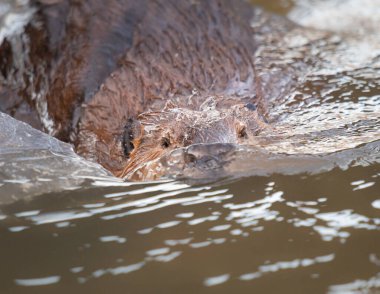 Kanada vahşi doğasında kunduz.