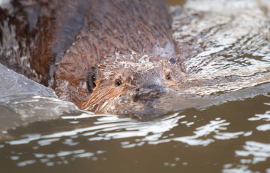 Kanada vahşi doğasında kunduz.