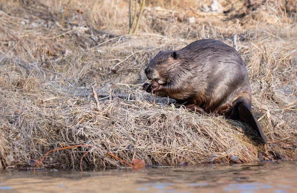 Castor Dans Nature Sauvage Canadienne — Photo