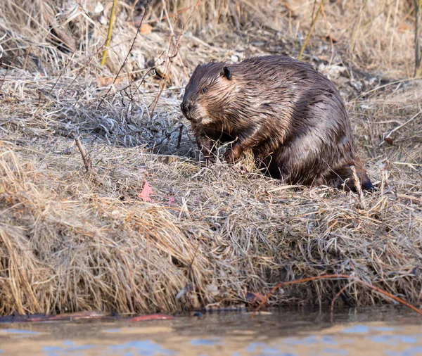 Kanada vahşi doğasında kunduz.