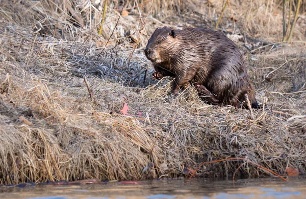 Kanada vahşi doğasında kunduz.